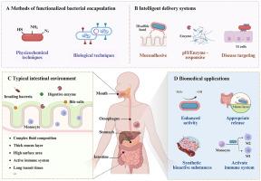 Progress and challenges of functionalized bacterial encapsulation: A novel biotechnology for next-generation biotherapeutics