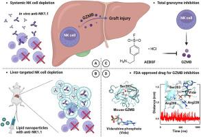 Natural killer cell-derived granzyme B as a therapeutic target for alleviating graft injury during liver transplantation