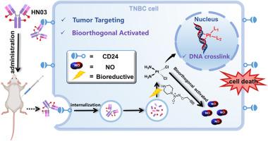Anti-CD24 antibody-nitric oxide donor conjugates bearing a self-bioorthogonal cleavable linker