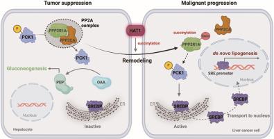 Succinylation of tumor suppressor PPP2R1A K541 by HAT1 converses the role in modulation of gluconeogenesis/lipogenesis remodeling to display oncogene function