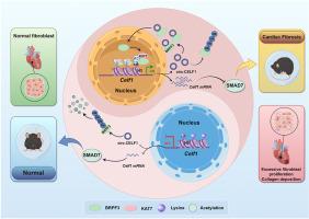 A novel feedback loop: CELF1/circ-CELF1/BRPF3/KAT7 in cardiac fibrosis