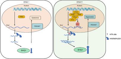 VIRMA-mediated SHQ1 m6A modification enhances liver regeneration through an HNRNPA2B1-dependent mechanism