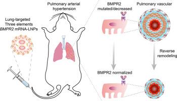 Targeted delivery of BMPR2 mRNA attenuates pulmonary arterial hypertension by reversing pulmonary vascular remodeling