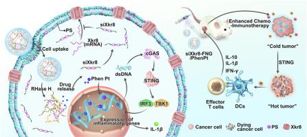 Nucleic acid-based delivery system delivering platinum drugs cooperates with siRNA for potentiated chemo-immunotherapy by reducing phosphatidylserine exposure and activating the cGAS–STING pathway
