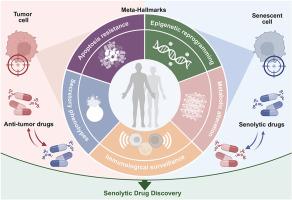 Unraveling the meta-hallmarks between senescent and tumor cells: A new perspective for senolytic drug discovery