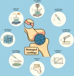 The potential of cellulose nanocrystal-modified polyhydroxybutyrate/chitosan scaffolds in cartilage regeneration