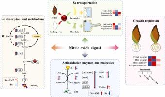 Nitric oxide mitigates selenium phytotoxicity in barley: Inhibiting selenium absorption, altering selenium distribution, and strengthening the antioxidant system