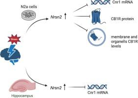 Neurensin-2 is a negative regulator of CB1 receptor