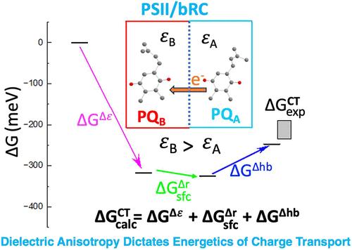 Dielectric Anisotropy Mitigated by Hydrogen Bonding Governs the Driving Force of Charge Transport within Quinone Pairs in Photosynthetic Reaction Centers
