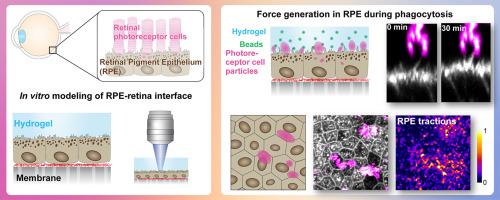 Biomimetic hydrogel platform reveals active force transduction from retinal pigment epithelium to photoreceptors