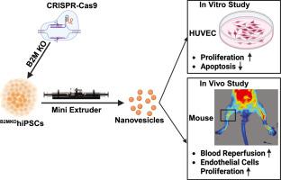 Human induced pluripotent stem cell-derived nanovesicles for the treatment of ischemic limb disease
