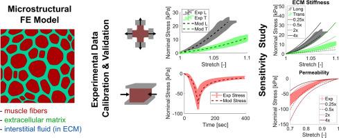 A biphasic microstructural model of skeletal muscle to study structure-function mechanisms under multiaxial tensile and compressive conditions