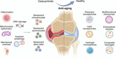Progress in antisenescence biomaterials for improved osteoarthritis therapy
