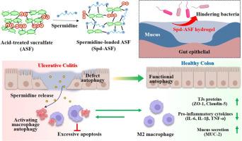 Dual-mechanism mucoadhesive hydrogel integrating pH-independent barriers and autophagy-driven immunotherapy for the treatment of ulcerative colitis
