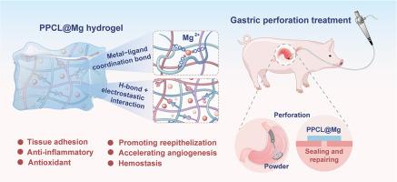 An endoscopy deliverable hydrogel dry powder for sealing and repairing gastric perforation