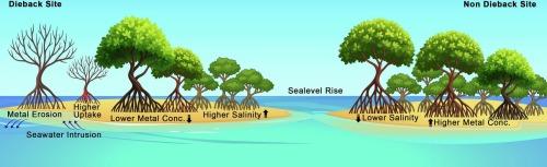Climate change-driven dieback triggers metal mobilization in mangroves: a case study from the Maldives