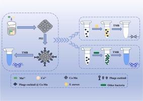 Rapid, sensitive and wide-spectrum colourimetric detection of viable Staphylococcus aureus in food using phage cocktail