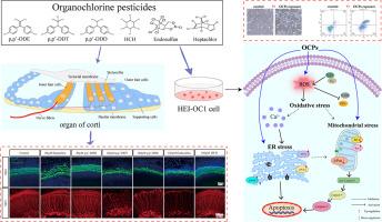 Deciphering the ototoxic effects of six organochlorine pesticides on HEI-OC1 cells and mouse cochlear organotypic cultures