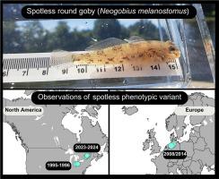 Spotless round gobies: A poorly described phenotype of Neogobius melanostomus