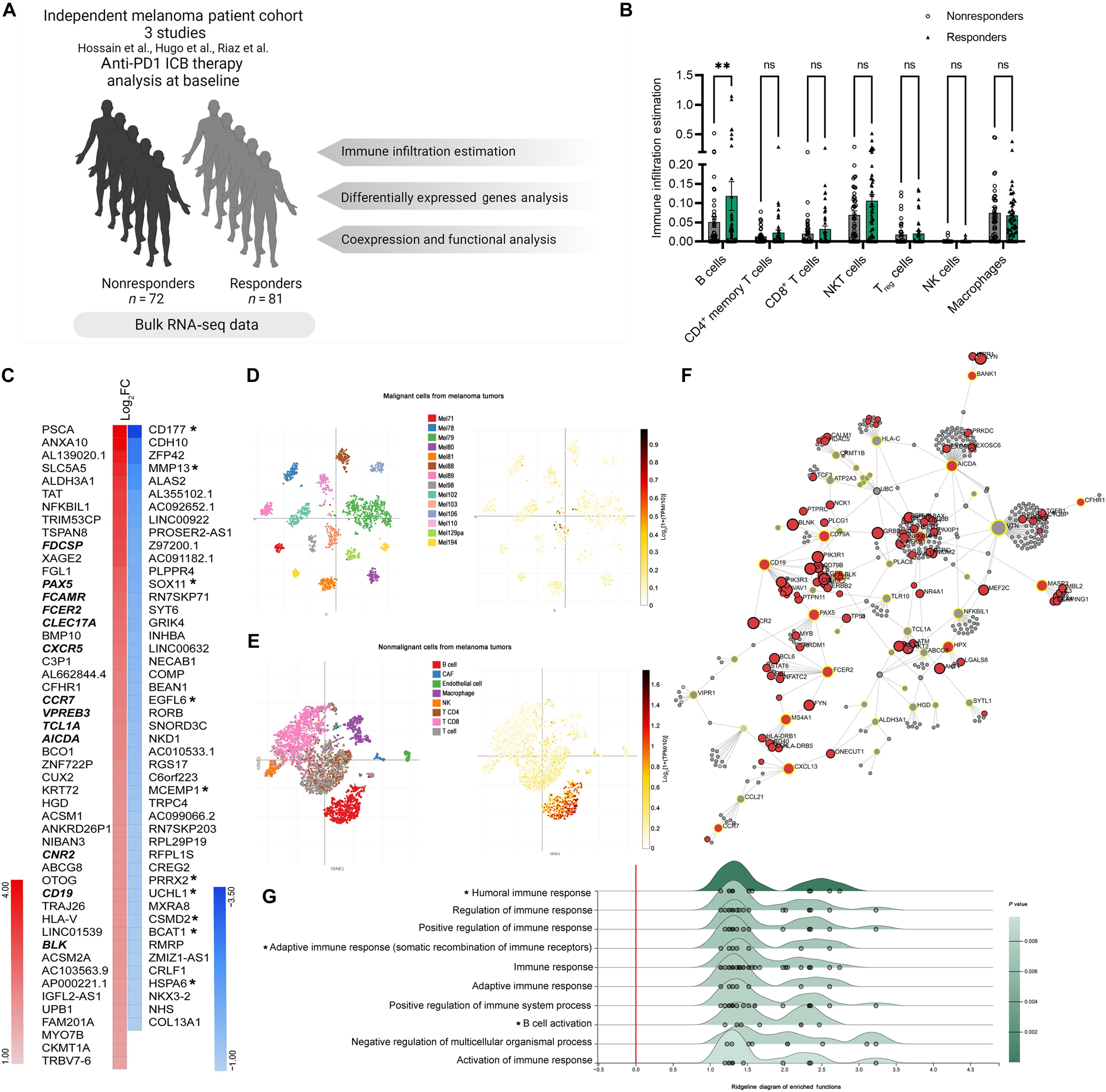 B cell extracellular vesicles influence melanoma response to immune checkpoint therapy