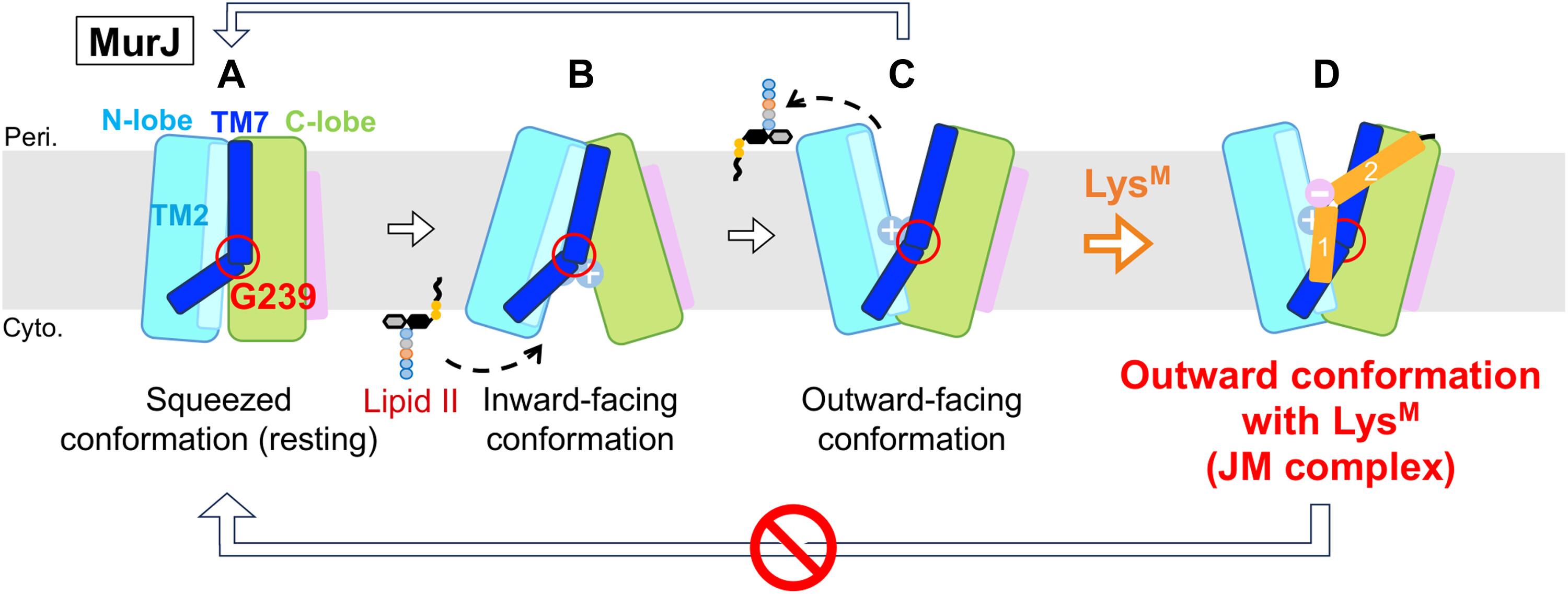 Phage lysis protein LysM acts as a wedge to block MurJ conformational changes