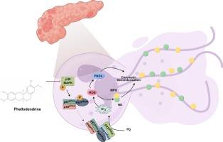 Phellodendrine alleviates acute pancreatitis by inhibiting p38 MAPK-p47phox pathway-mediated neutrophil extracellular traps formation and ROS production