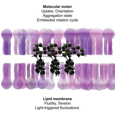 Elucidating the physicochemical processes of light-activated rotary motors embedded in lipid membranes