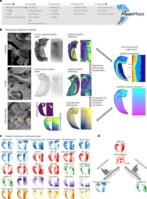 HippoMaps: multiscale cartography of human hippocampal organization