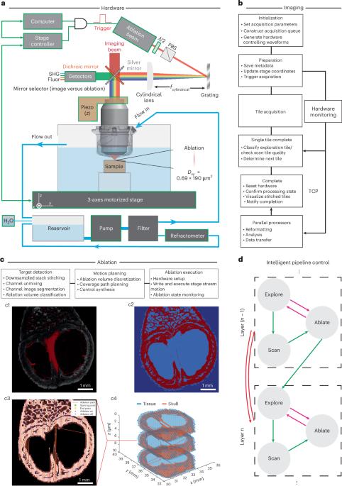 Spatiotemporal focusing enables all-optical in situ histology of heterogeneous tissue