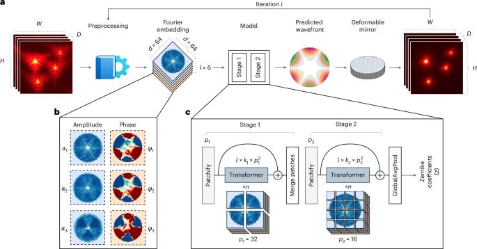 Fourier-based three-dimensional multistage transformer for aberration correction in multicellular specimens
