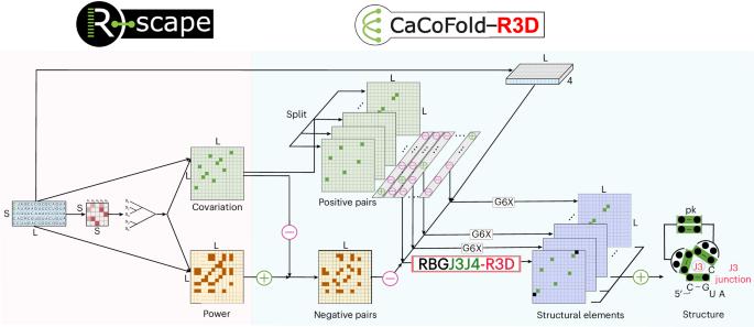 All-at-once RNA folding with 3D motif prediction framed by evolutionary information