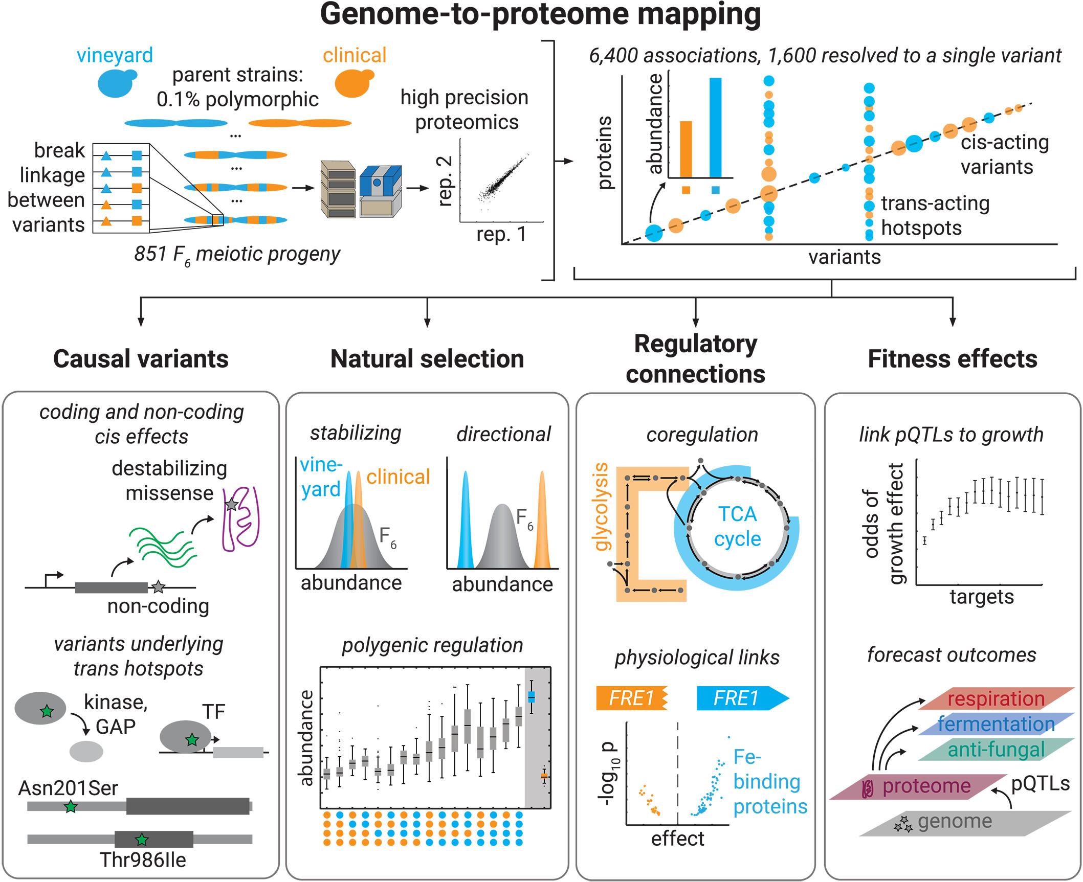 A genome-to-proteome map reveals how natural variants drive proteome diversity and shape fitness