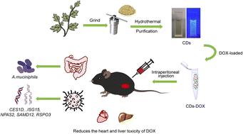 pH-responsive doxorubicin-loaded Artemisia argyi carbon dots: enhanced targeted therapy for hepatocellular carcinoma