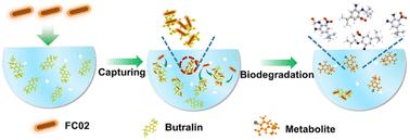 Biodegradation mechanism of butralin by a newly isolated Bacillus velezensis FC02