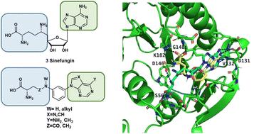 Design, synthesis and evaluation of arylpurine-based sinefungin mimetics as zika virus methyltransferase inhibitors