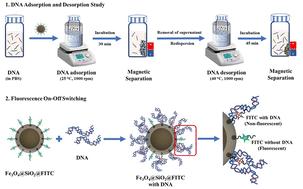 Synthesis and characterization of fluorescent magnetic nanoparticles: a dual-function platform for DNA separation and real-time visualization