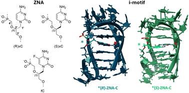 Tuning i-motif folding and stability with acyclic phosphonate-linked (ZNA) cytidine residues