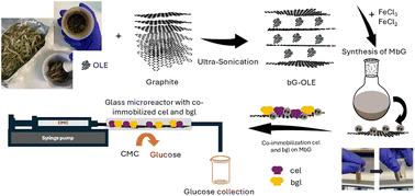 Green synthesis of magnetic bio-Graphene nanohybrid for the immobilization of hydrolytic enzymes towards sustainable bioconversion of cellulose