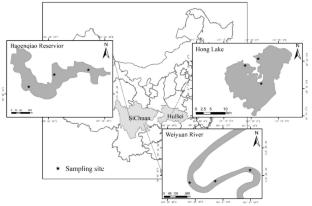 Effect of Ionic Strength and Electrolyte Type on Phosphorus Deposition and Release from the Sediments