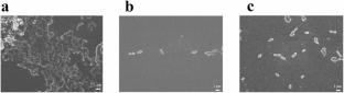 Staphylococcus sp. XK3H5 Isolated from Pu’er Tea Inhibits Streptococcus Mutans Biofilm Formation by Inhibiting Sucrose Metabolismz,2