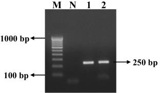 Establishment and Characterization of Novel Channa striata Muscle Cell Line for Scaffold-Based Micro-tissue Production