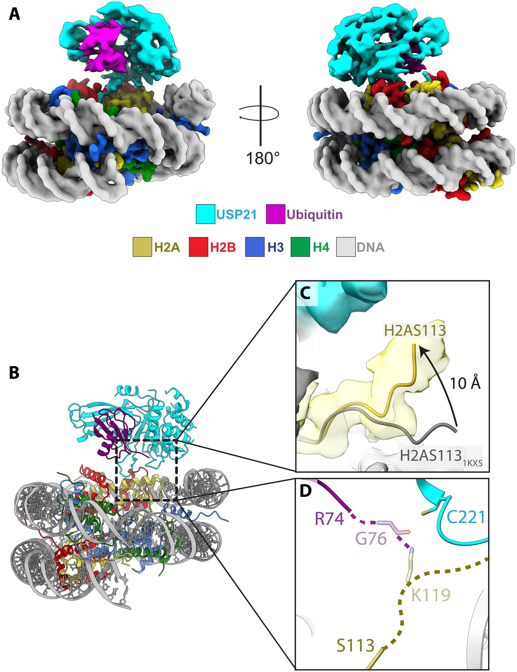 Mechanism of USP21 autoinhibition and histone H2AK119 deubiquitination