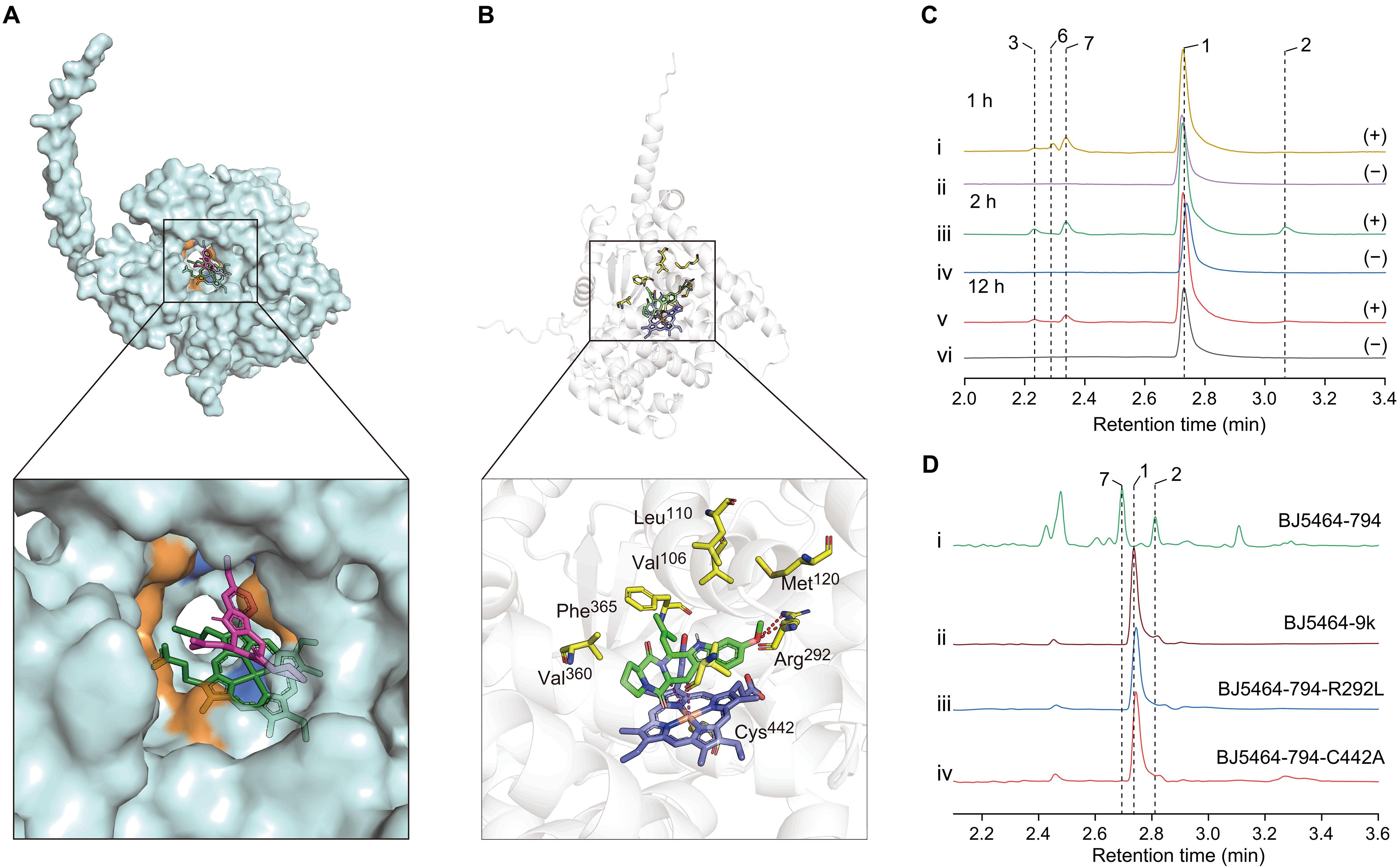 A unique mechanism involving cocatalysis of enzyme and nonenzyme to form β-carboline and spirotryprostatins in Aspergillus fumigatus
