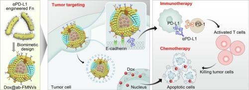 Engineered tumor-symbiotic bacterial membrane nanovesicles enable precise immuno-chemotherapy of colorectal cancer