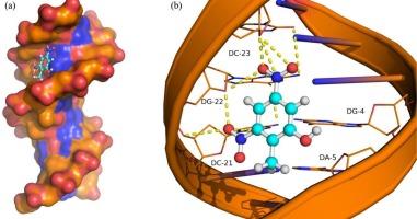 The elucidation of major groove binding of Dinitro-ortho-cresol herbicide to DNA: a multi-approach of voltammetric, spectroscopic, and computational modeling methods