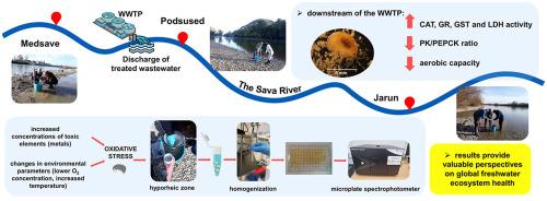 Oxidative stress and metabolic adaptation in Synurella ambulans: Assessing pollution impact in the hyporheic zone