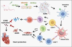 Dual-targeting exosome vaccine confers efficient protection against CVB3-induced myocarditis