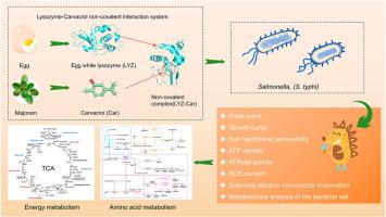Lysozyme and carvacrol as food-safe antimicrobials synergistically eradicate Salmonella by disrupting TCA cycle and amino acid utilization