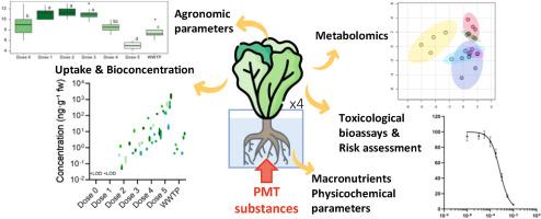Reclaimed water irrigation in hydroponics: Dose–dependent uptake of PMT substances and implications for lettuce and human health