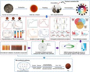 Integrated untargeted metabolomics and transcriptomics revealed the high-efficiency synthesis of theabrownins by Pantoea camelliae Z09 in liquid-state fermentation